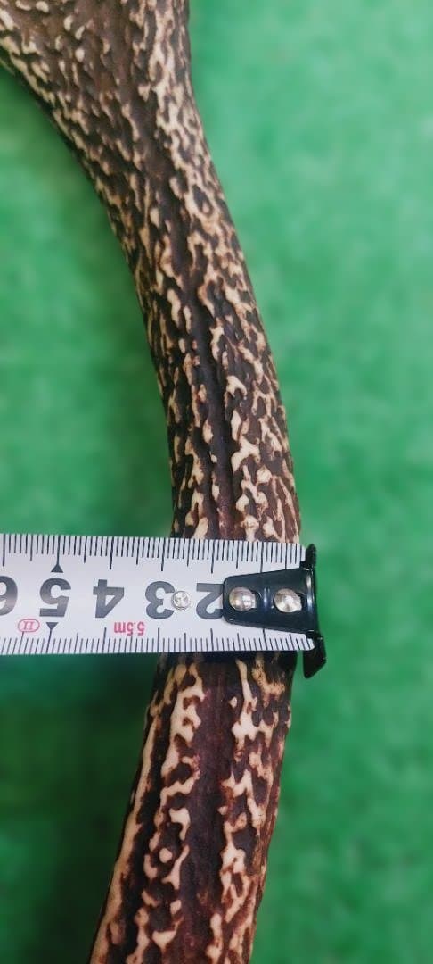 大型日本鹿の天然角 約60cm 左右 2本セット