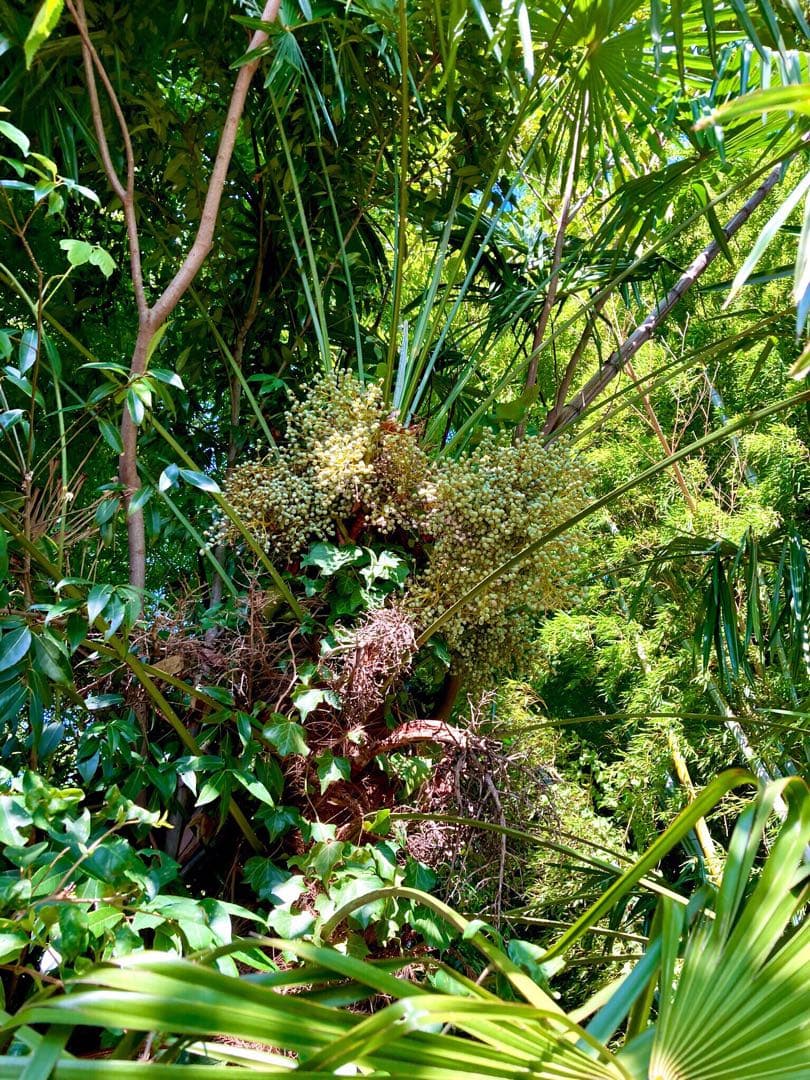 完売　　縁起木＊希少＊高級花材【棕櫚の実＊シュロの実】クリスマス花材/クリスマス