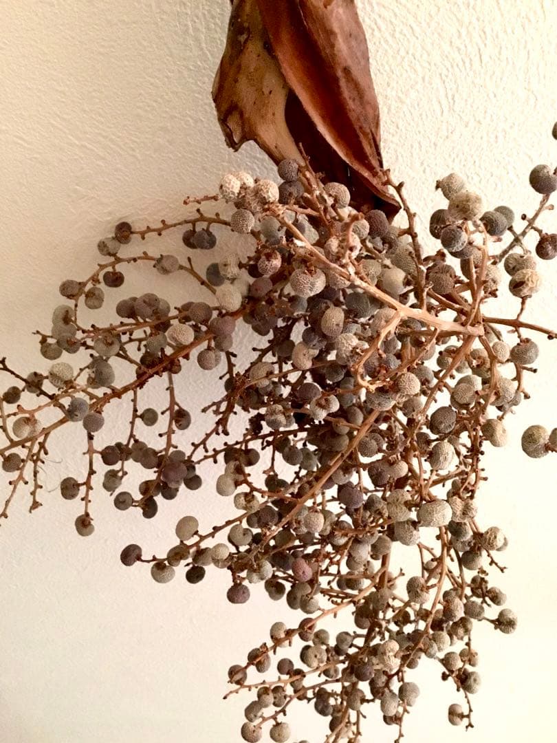 完売　　縁起木＊希少＊高級花材【棕櫚の実＊シュロの実】クリスマス花材/クリスマス