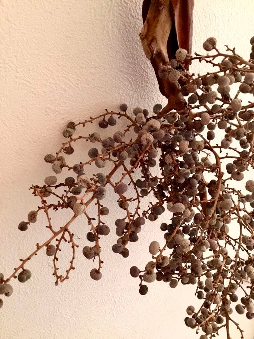 完売　　縁起木＊希少＊高級花材【棕櫚の実＊シュロの実】クリスマス花材/クリスマス