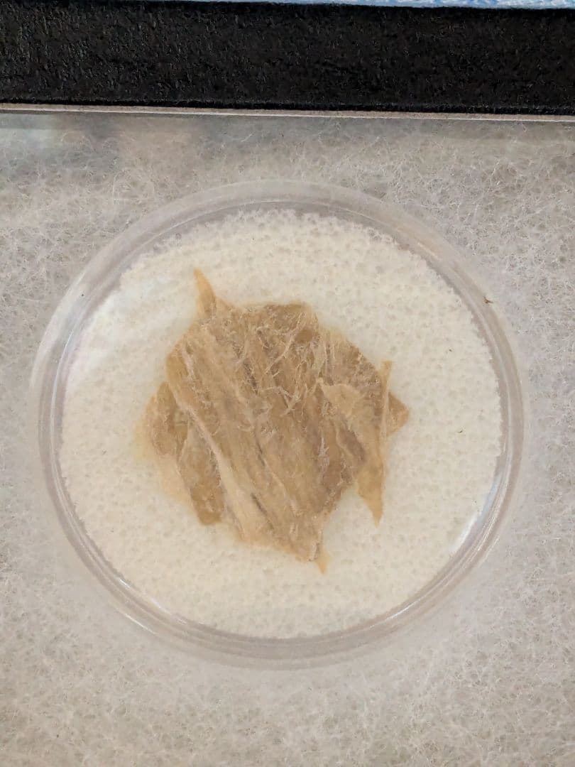 本物！マンモスの肉片　ミイラ　化石　組織