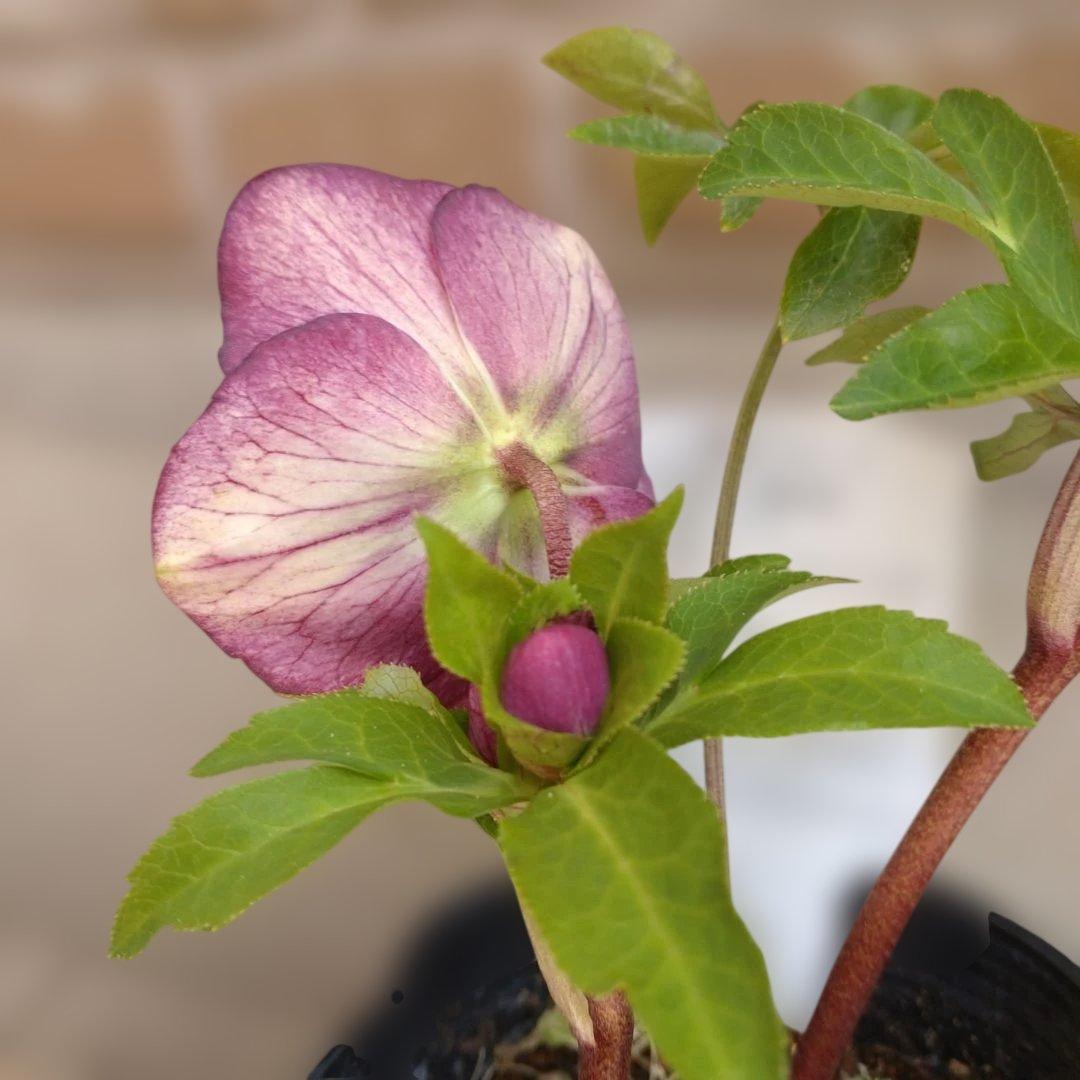 曽田園芸✨2株✨セミダブル✨オフホワイトとアンティークピンク✨クリスマスローズ✨