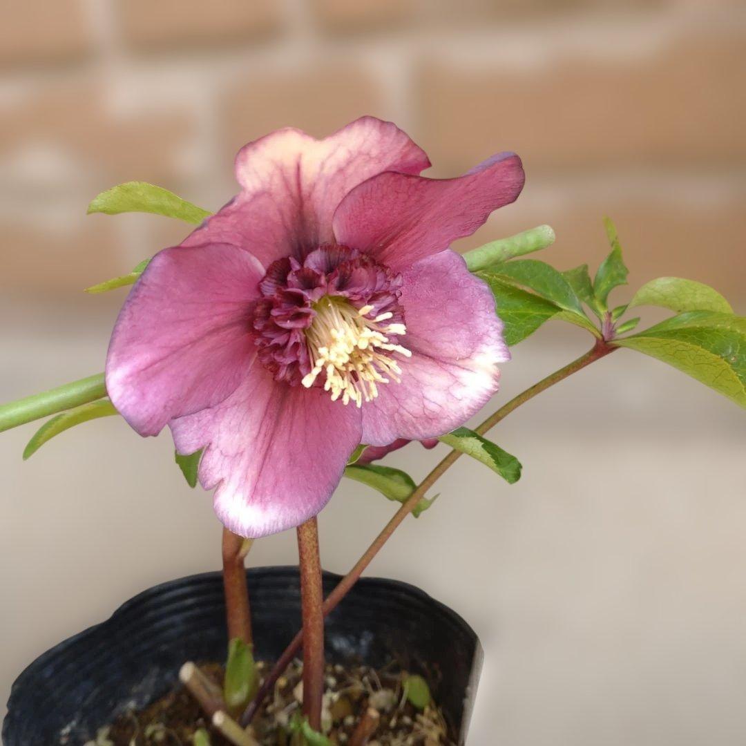 曽田園芸✨2株✨セミダブル✨オフホワイトとアンティークピンク✨クリスマスローズ✨