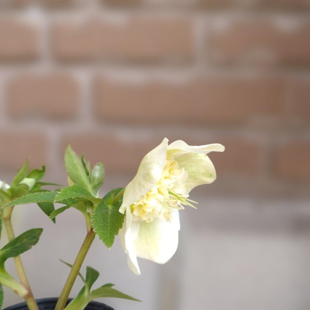 曽田園芸✨2株✨セミダブル✨オフホワイトとアンティークピンク✨クリスマスローズ✨