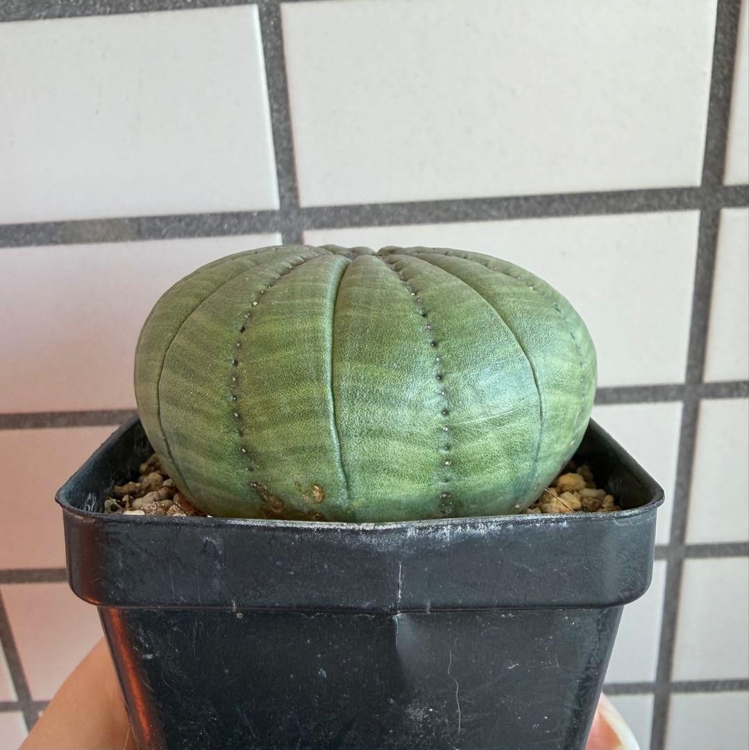 ハ*オ様 ④ ユーフォルビア シンメトリカ 実生 増稜