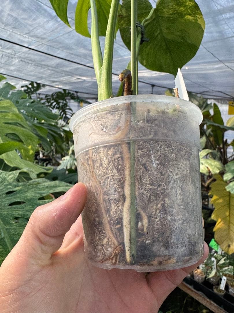 モンステラ　イエローマリリン　黄斑入り　健康株　朝礼セール