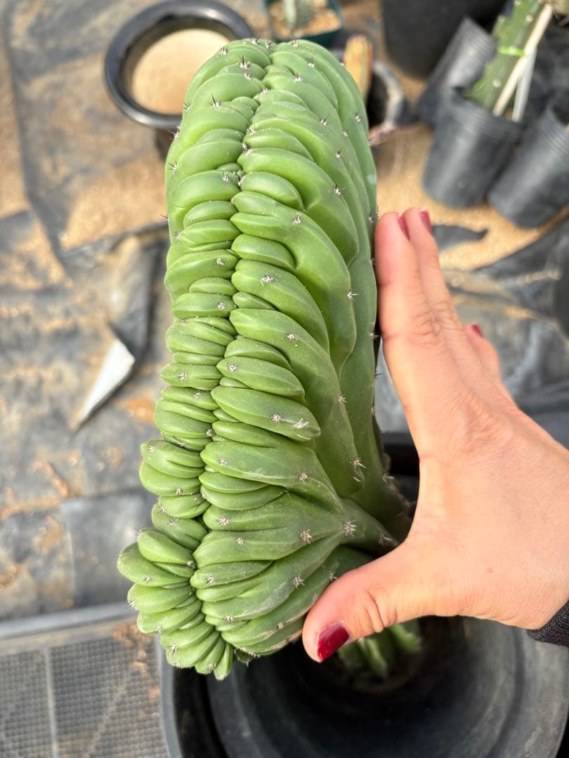 仙人閣　綴化　サボテン