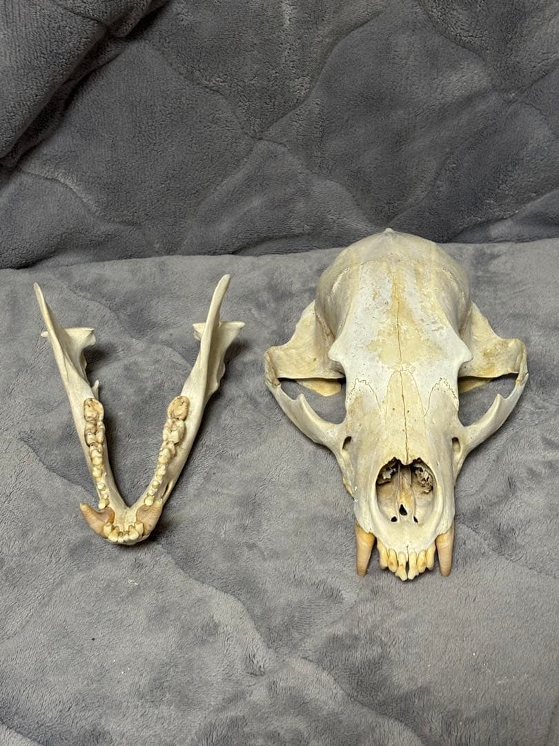 熊　ツキノワグマ　頭蓋骨　標本　魔除け
