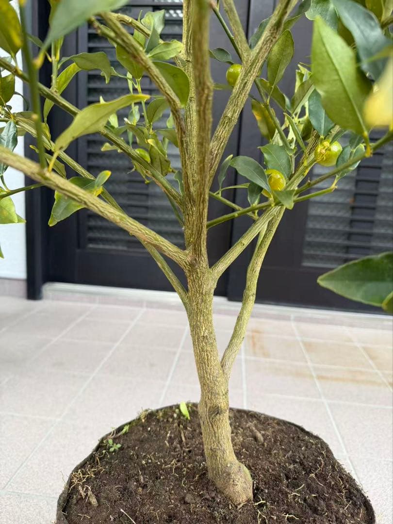 希少金柑ぷちまる 実が沢山付き 特大株 果樹