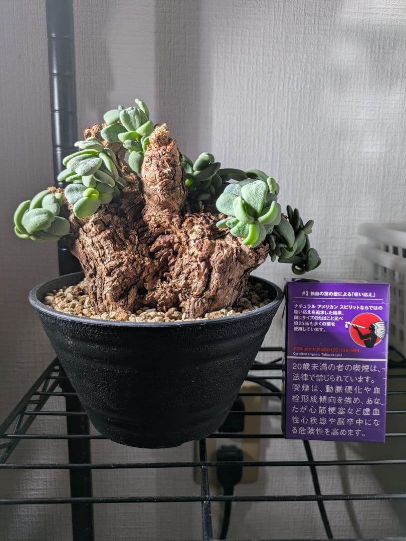 ケラリア ピグマエア 大株 発根済み 鉢発送