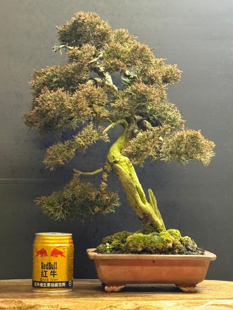 マ*郎様 [サービス❗️オークション❗️盆栽]真柏