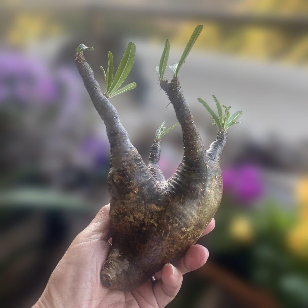 最新入荷 グラキリス 現地球