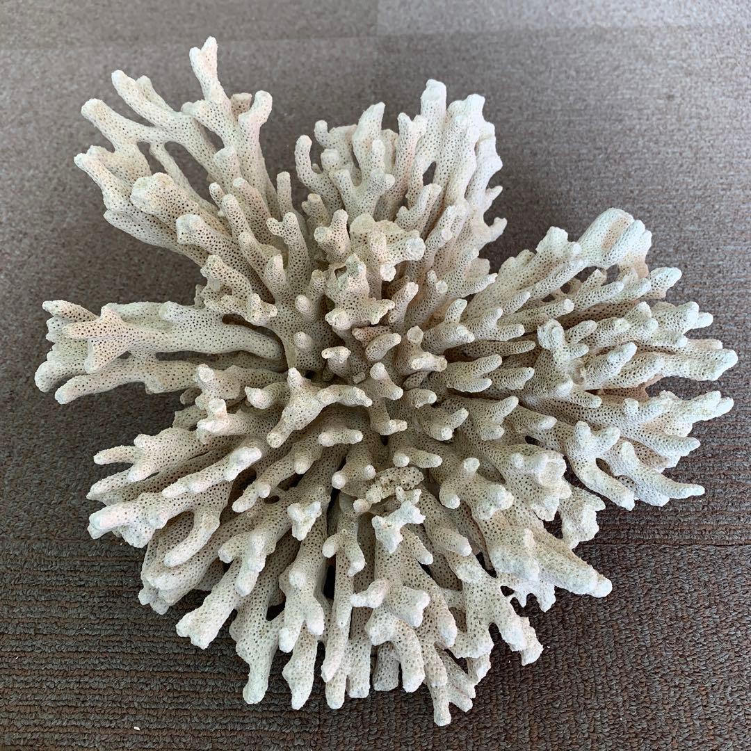 コーラル レイアウト用品 約30cm ホワイト