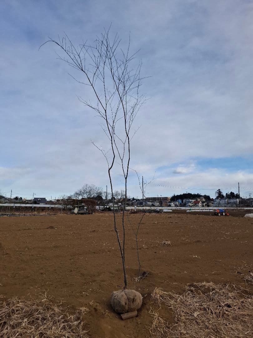 ヤマモミジ 山彩り ――アオダモ アオハダ モミジ 雑木 ――