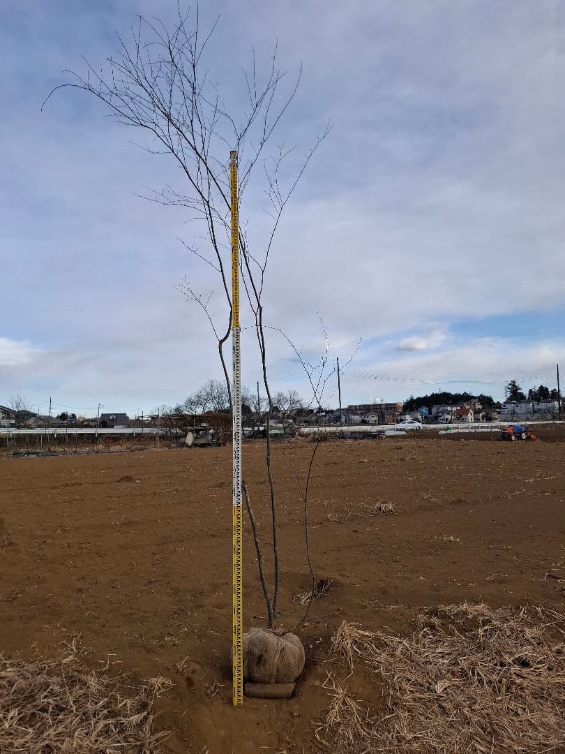 ヤマモミジ 山彩り ――アオダモ アオハダ モミジ 雑木 ――