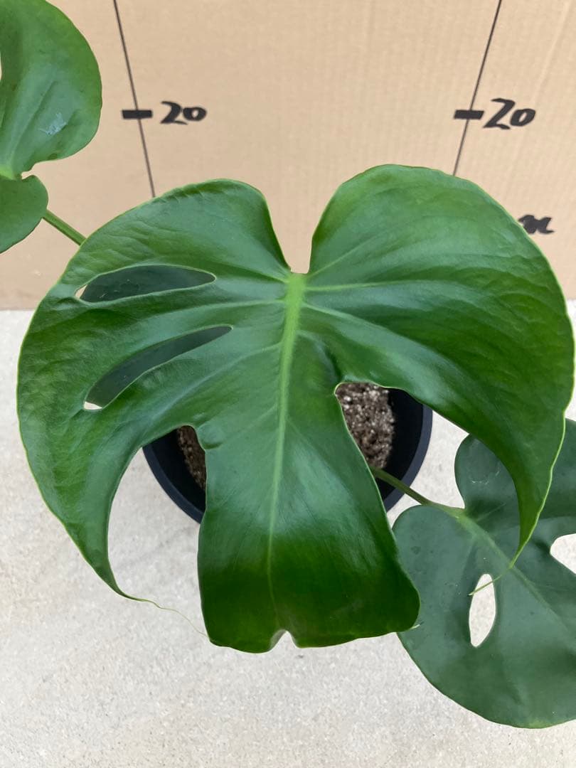 モンステラ　デリシオーサ実生株　斑入り　変異株丸葉　2鉢セット
