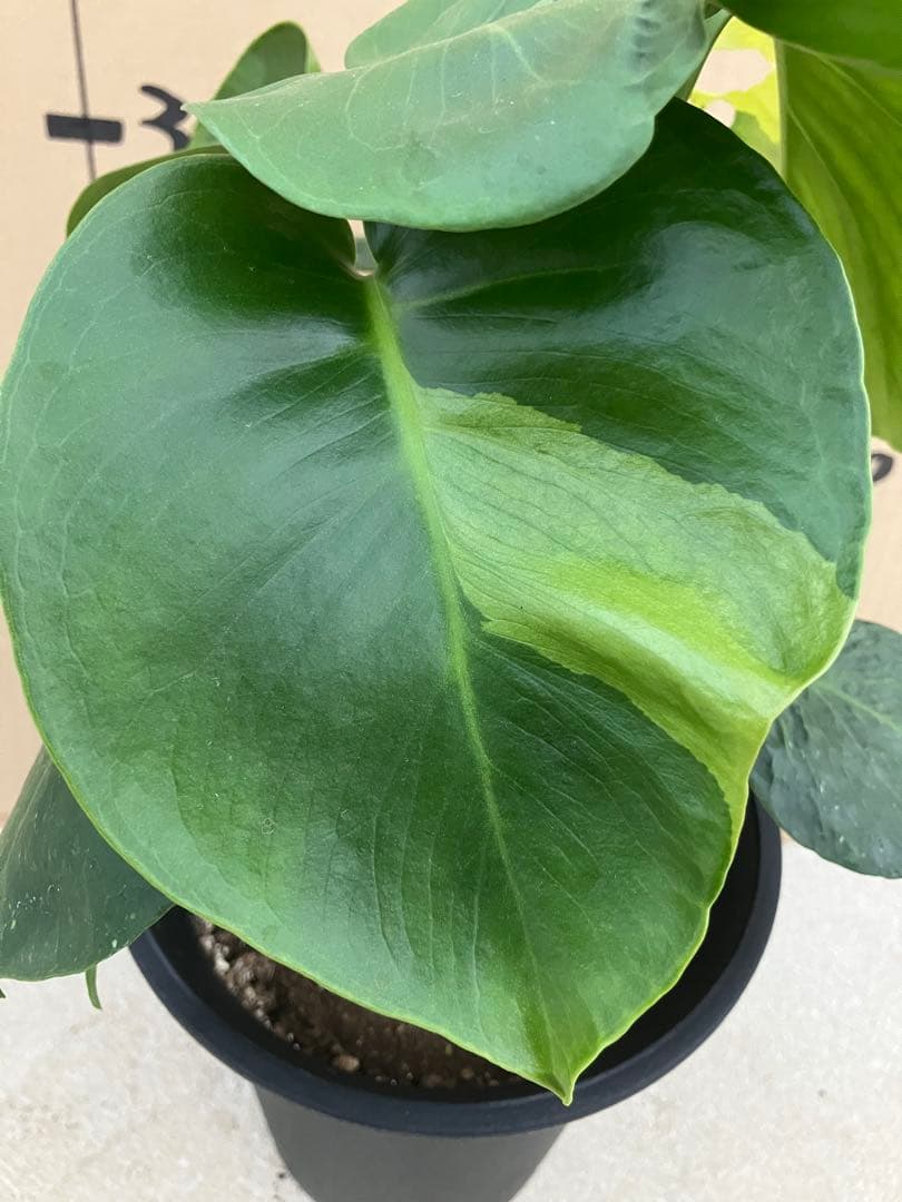 モンステラ　デリシオーサ実生株　斑入り　変異株丸葉　2鉢セット