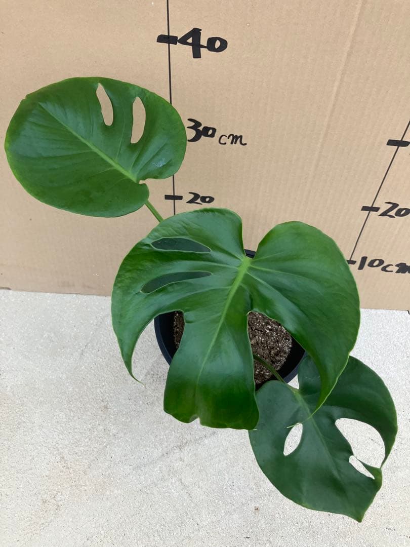 モンステラ　デリシオーサ実生株　斑入り　変異株丸葉　2鉢セット