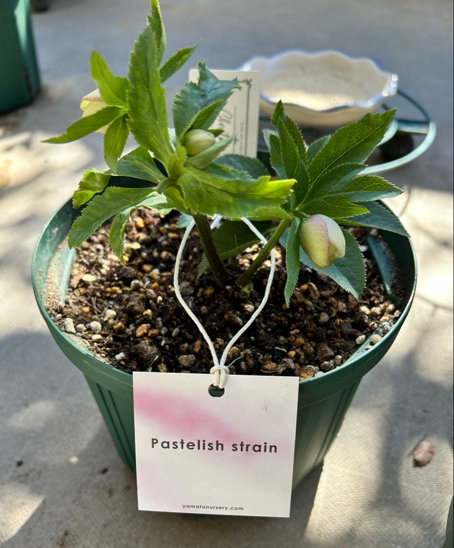 たぬき。　大和園　パステリッシュストレイン　6号　未株分け