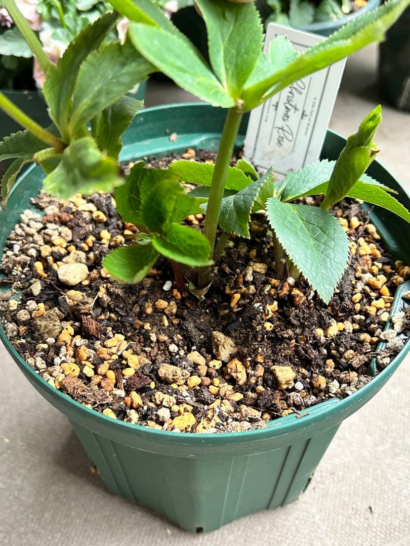 たぬき。　大和園　パステリッシュストレイン　6号　未株分け