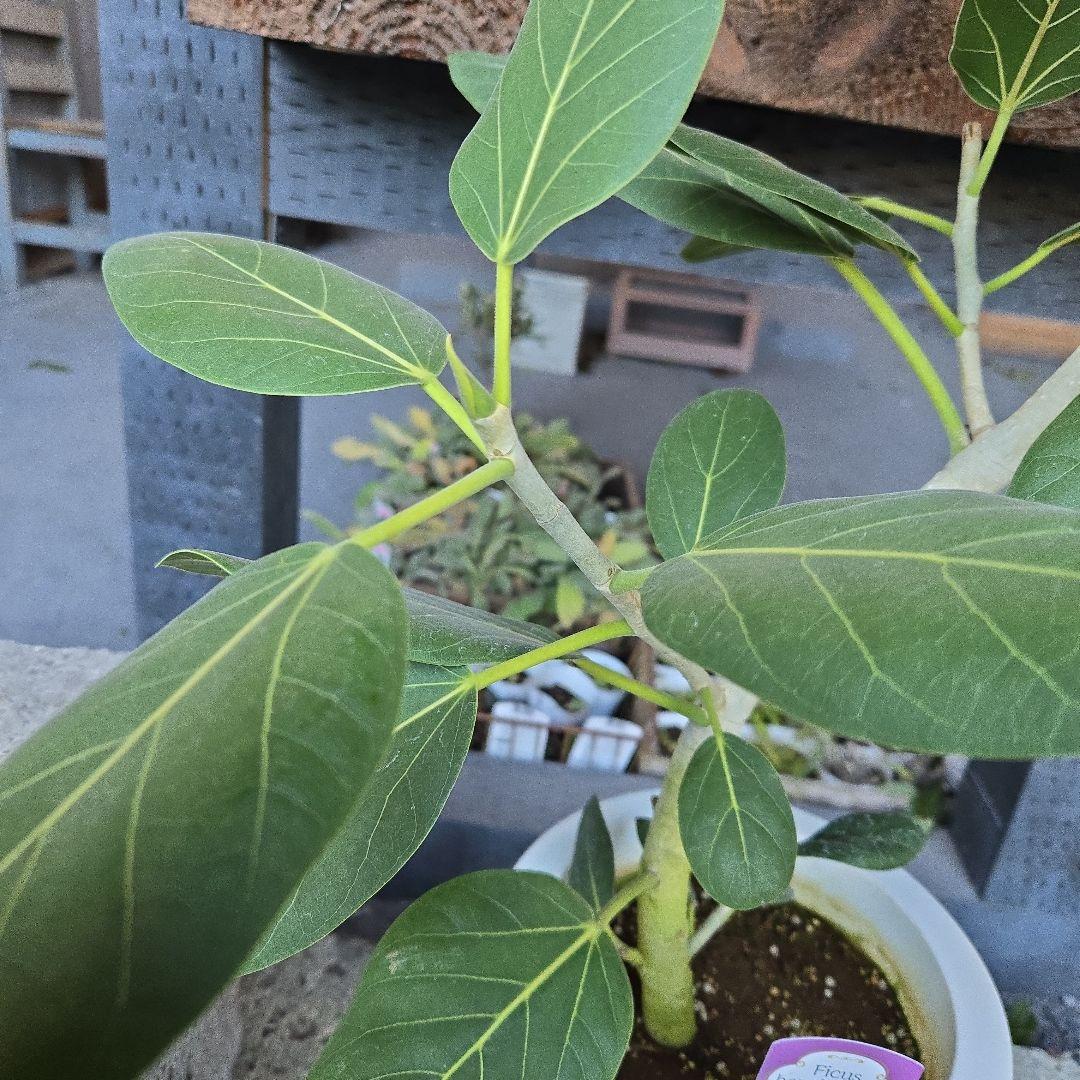 ⑭　フィカス　ベンガレンシ　オードリー曲がり仕立て　7号　最高等級