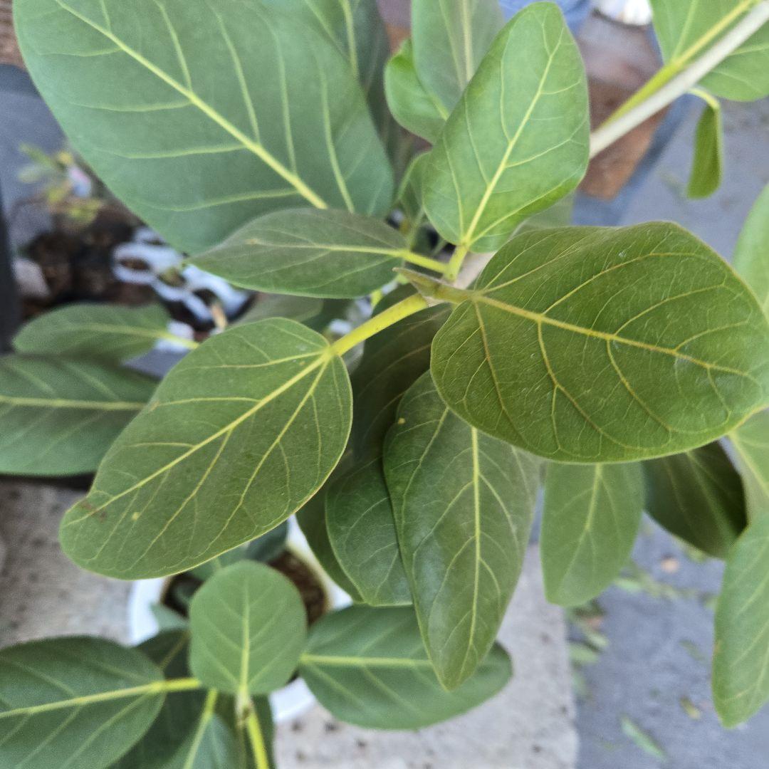 ⑭　フィカス　ベンガレンシ　オードリー曲がり仕立て　7号　最高等級