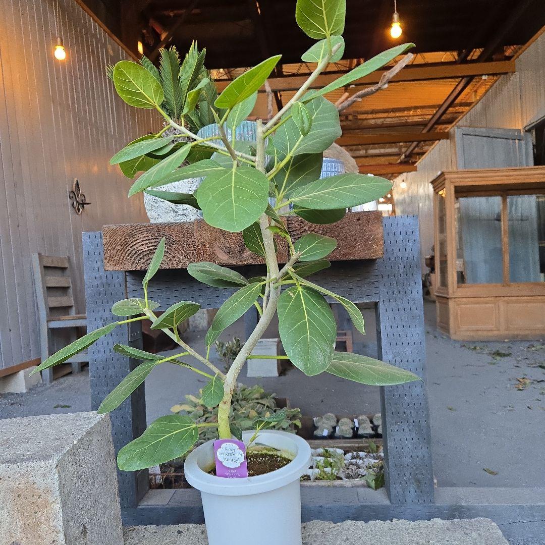 ⑭　フィカス　ベンガレンシ　オードリー曲がり仕立て　7号　最高等級