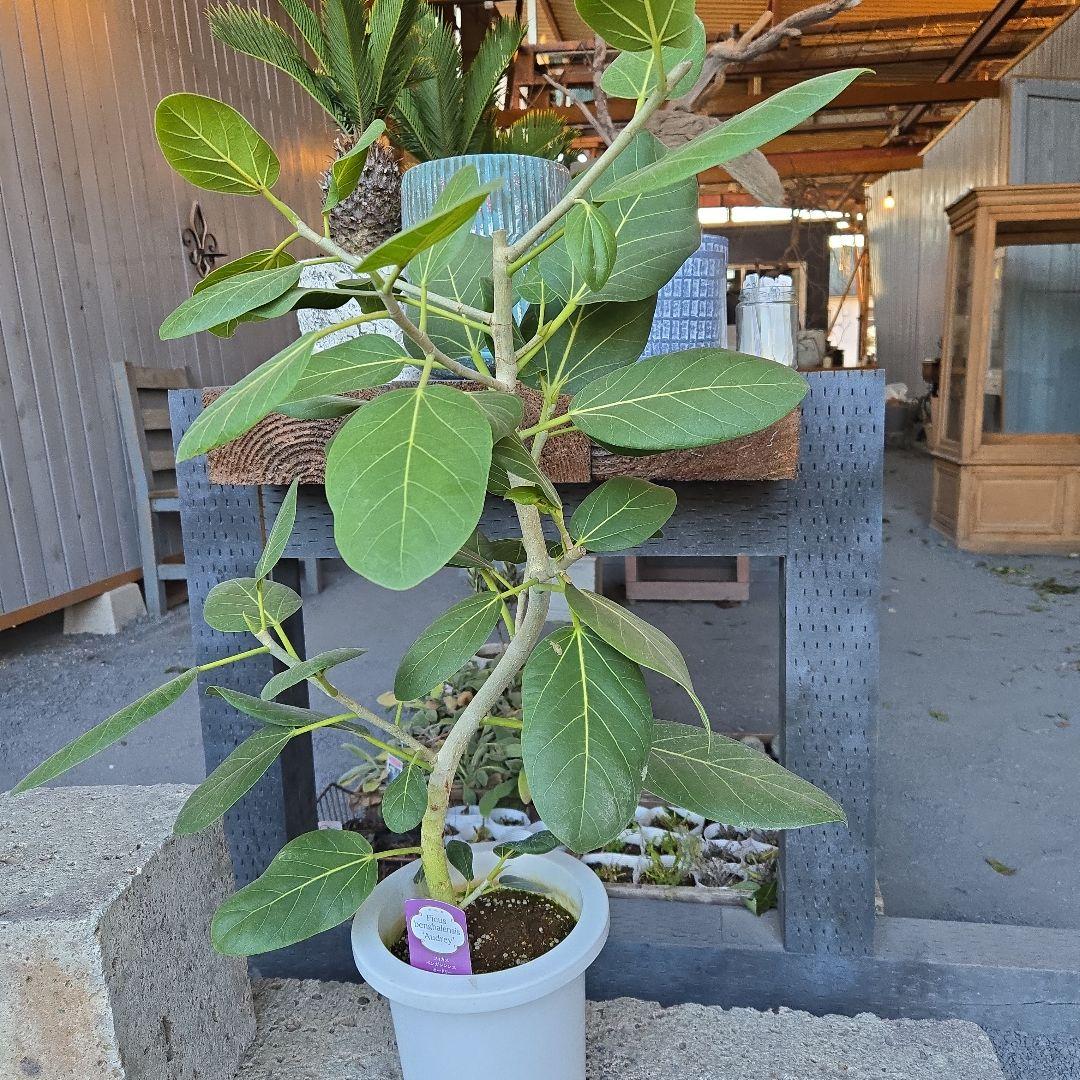 ⑭　フィカス　ベンガレンシ　オードリー曲がり仕立て　7号　最高等級