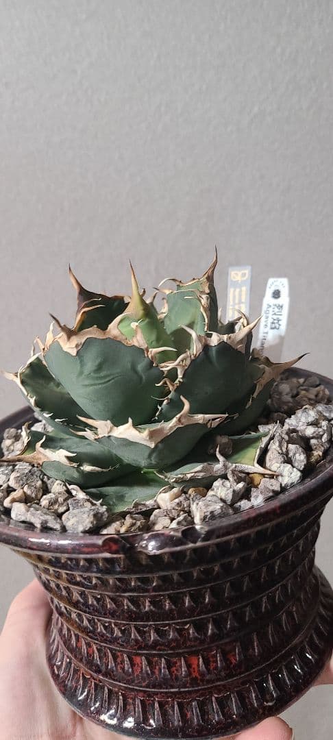 [最終値下げ]アガベ チタノタ 烈焔 レツエン