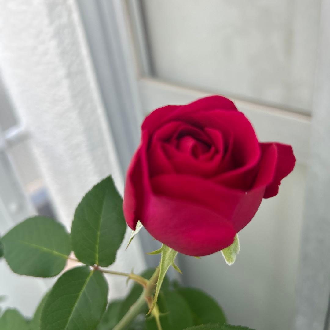 イングリッシュローズ接木大苗　イエローアンブリッジセット