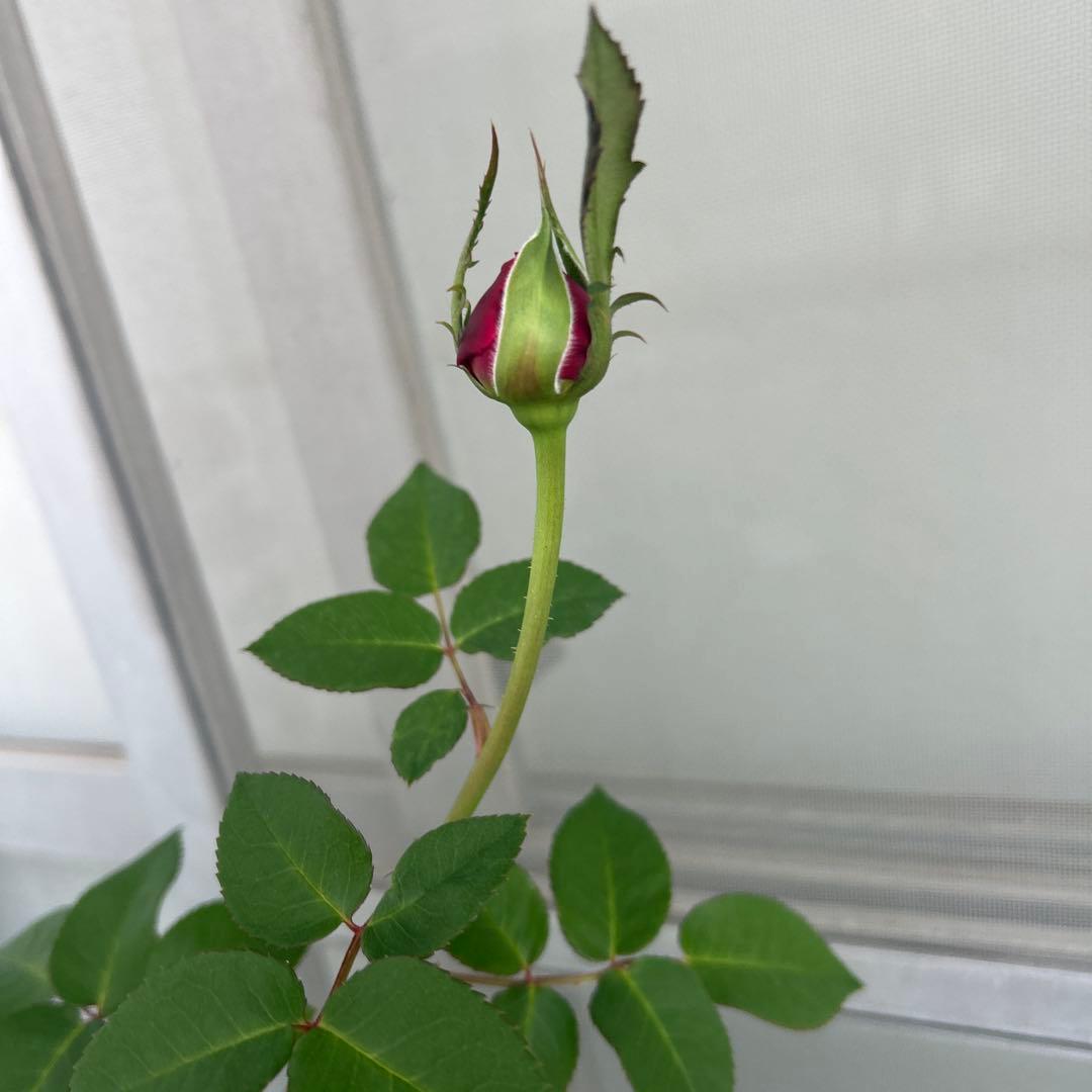 イングリッシュローズ接木大苗　イエローアンブリッジセット