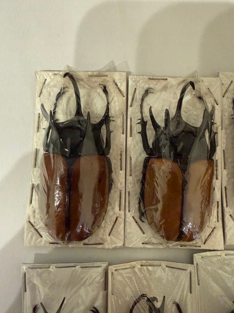 標本　ゴホンヅノカブト　ヒメカブト　未検品