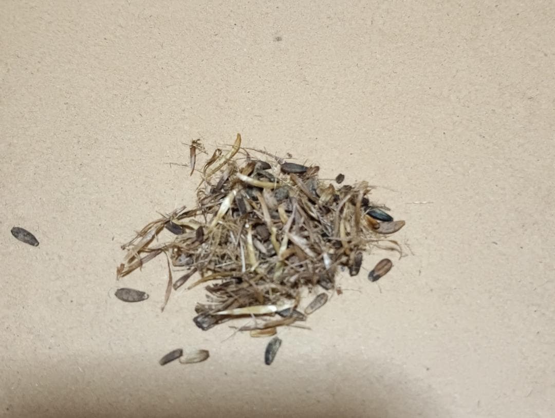 里芋の種、大量５００粒＋マリーゴールド花種＋全国匿名送料無料です