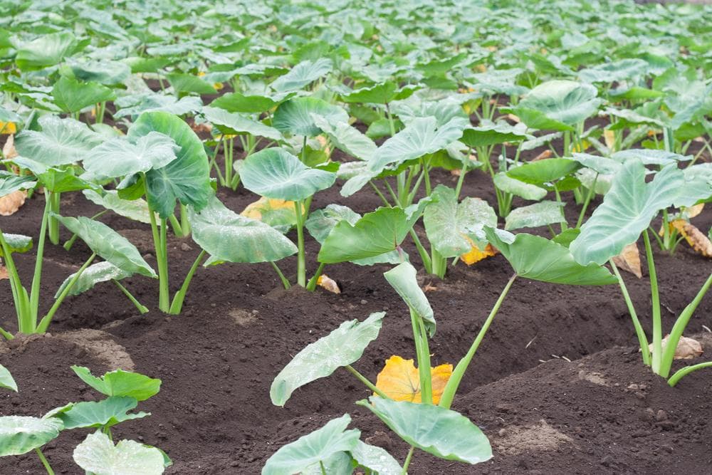 里芋の種、大量５００粒＋マリーゴールド花種＋全国匿名送料無料です