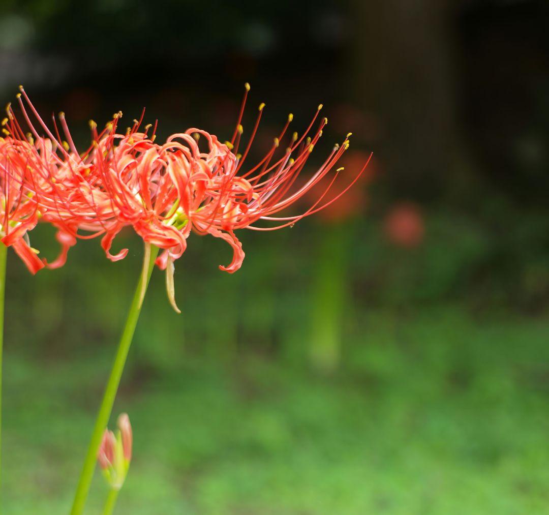 Leica Summicron  50mm F2 3rd やや難あり