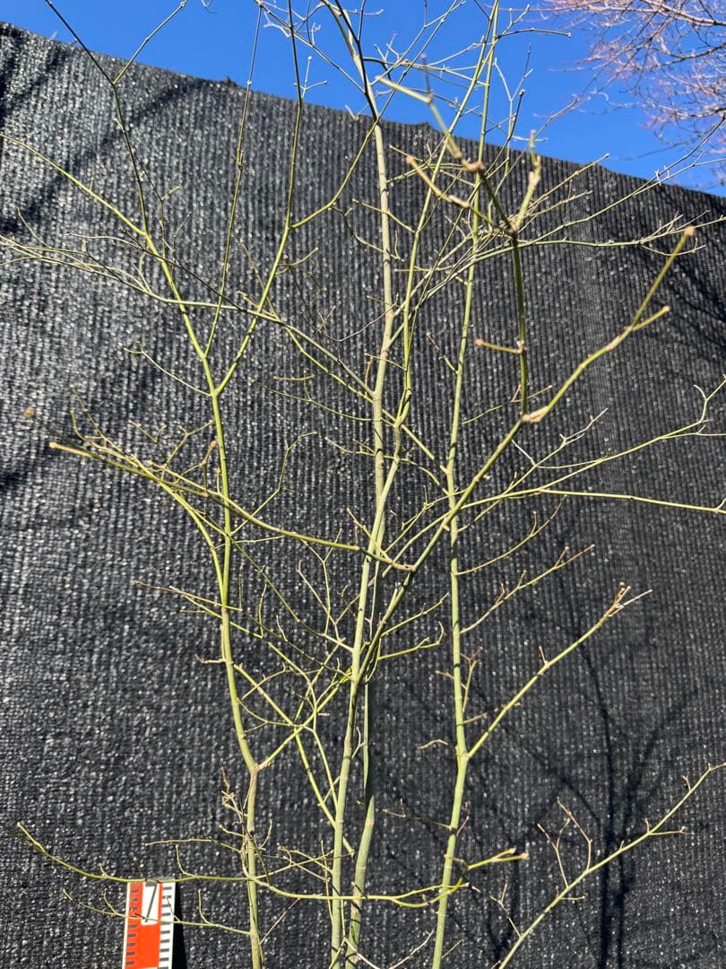 山採り　ヤマモミジ　株立ち　美幹　自然樹形　【品番3531】