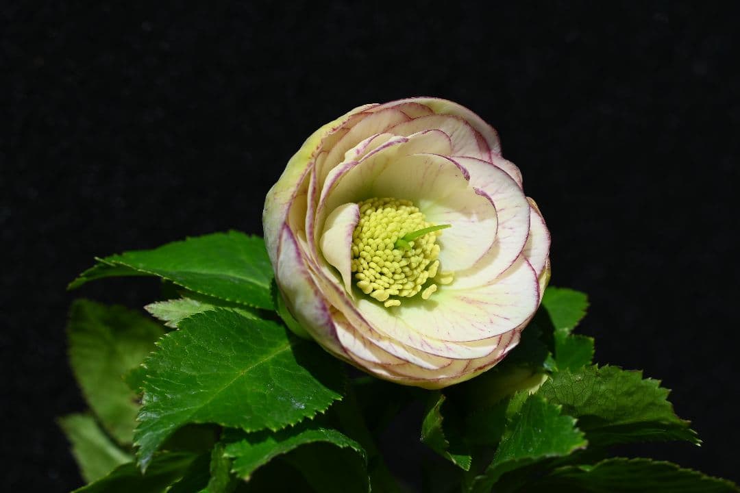 クリスマスローズ　認定プリマヴェーラ　加藤農園