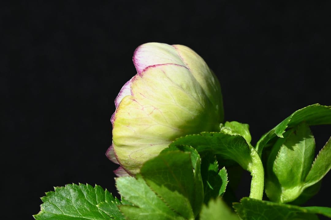 クリスマスローズ　認定プリマヴェーラ　加藤農園