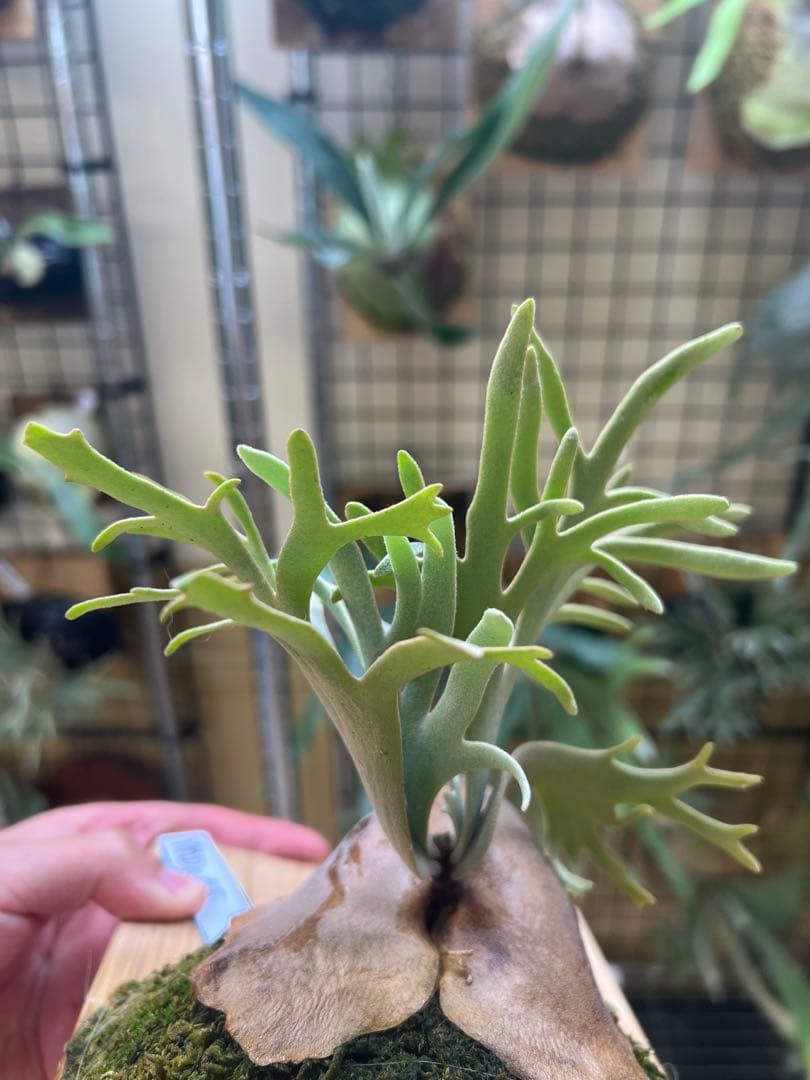 P.willinckii Totoro spore YMDs ビカクシダ⑧