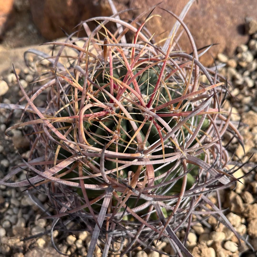 サボテン フェロカクタス 鯱頭｜迫力棘＆整ったフォルム｜鉢植えでお届け