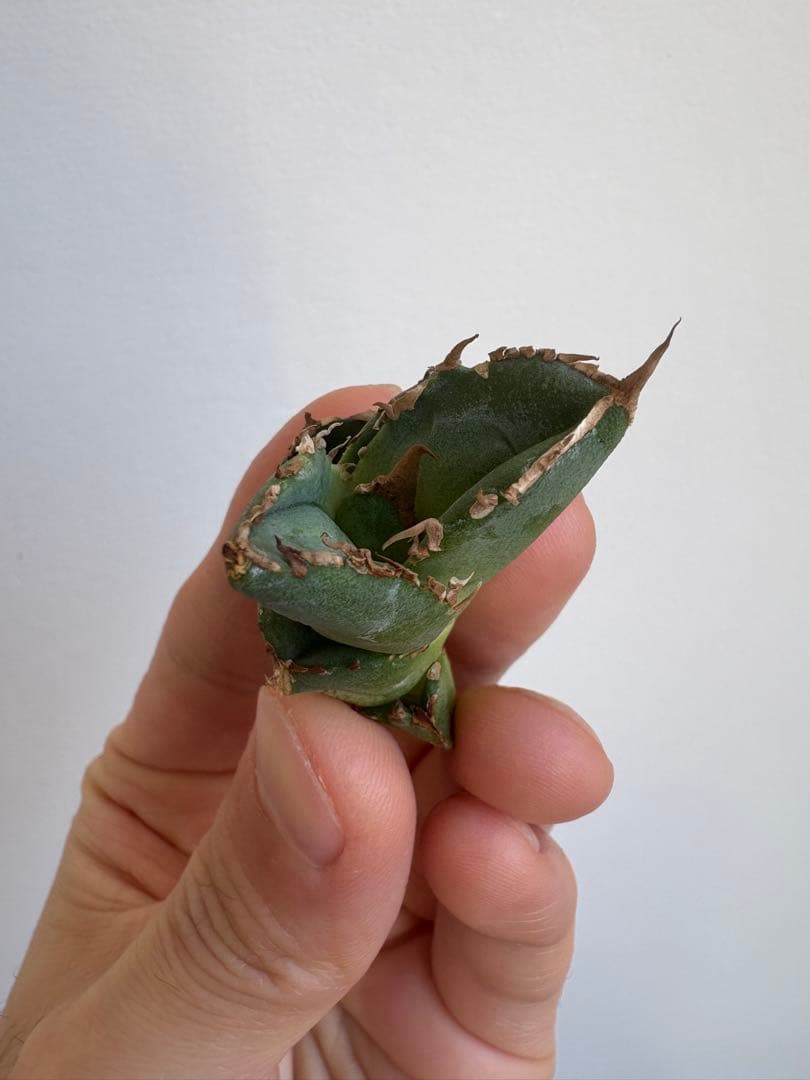 アガベ　チタノタ　清櫻①