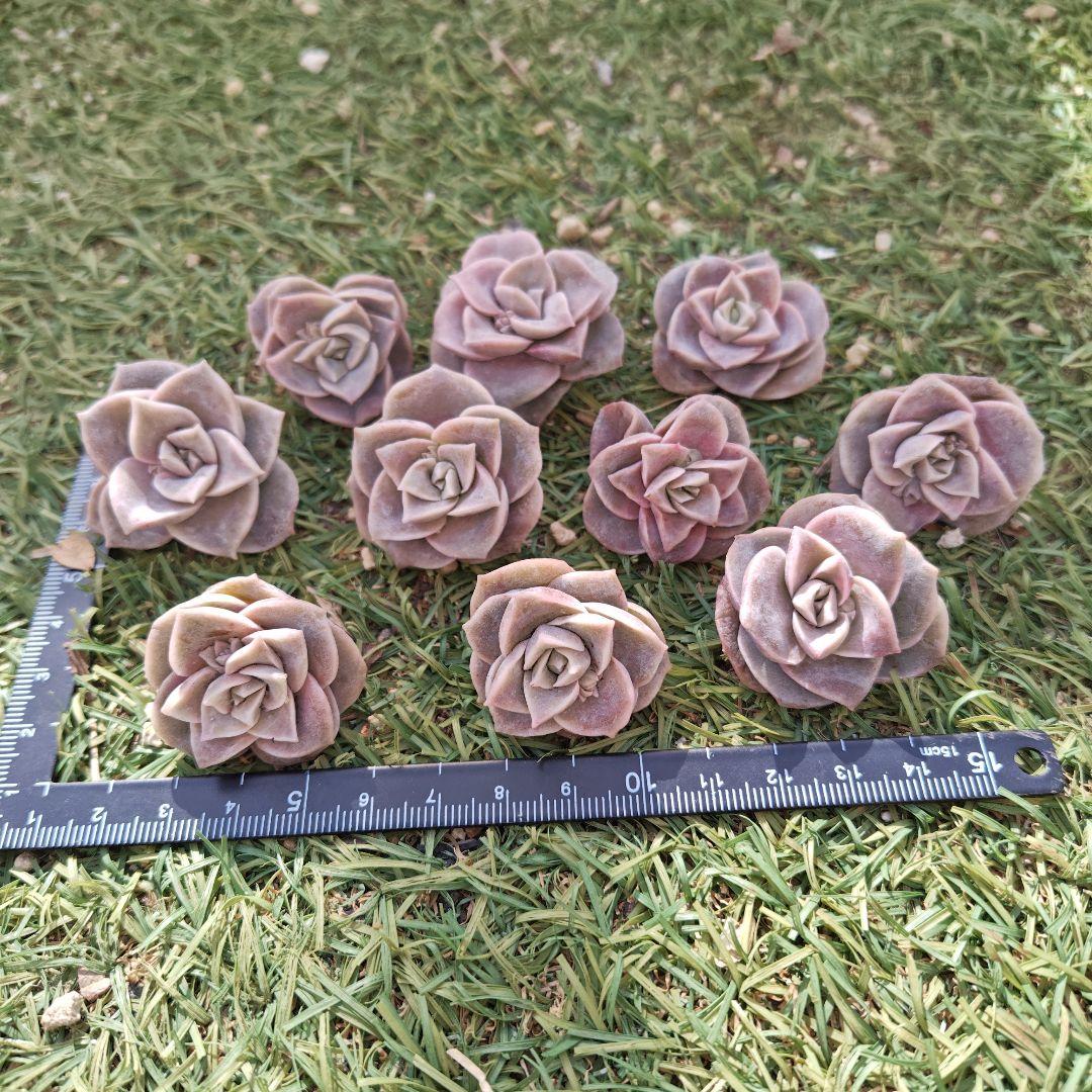 さとぴです♪ラブリーローズ10カット×6セット　速達発送