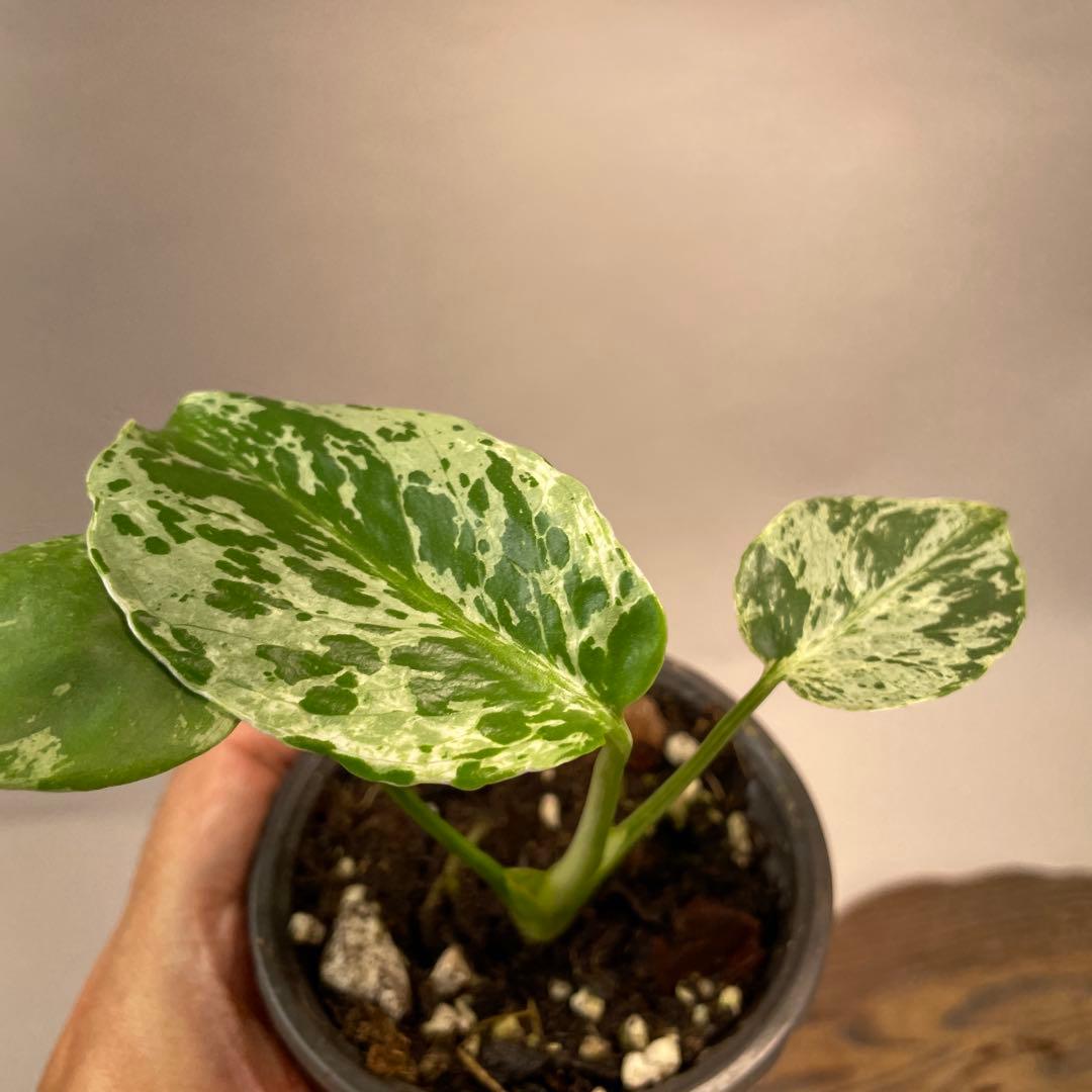 ま*め様 a 20品種保証！斑入り保証！Bulbasaurモンステラ バルバソー