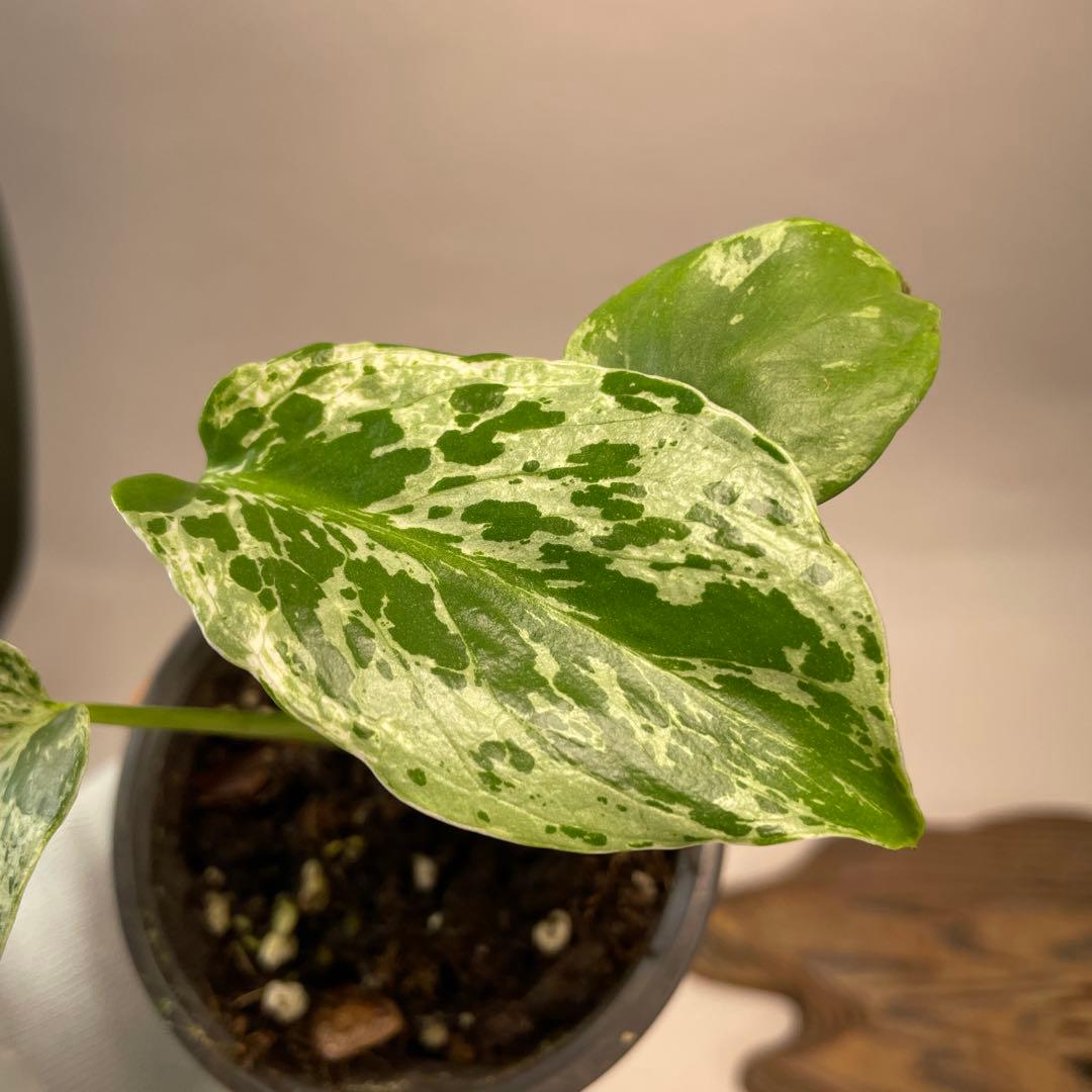 ま*め様 a 20品種保証！斑入り保証！Bulbasaurモンステラ バルバソー