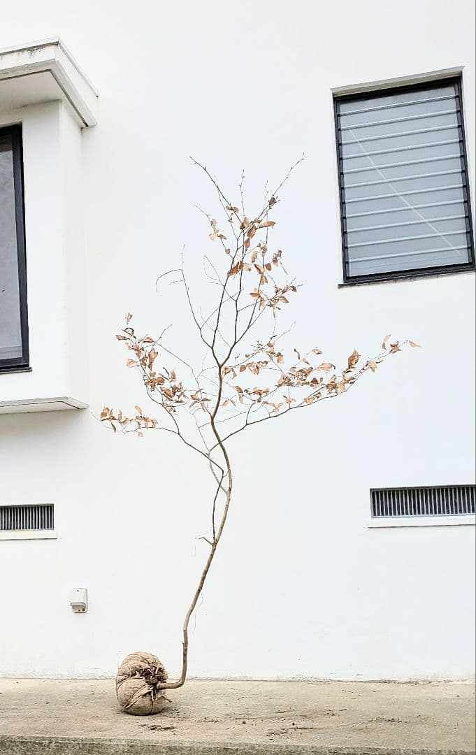 山採りヤマコウバシ。