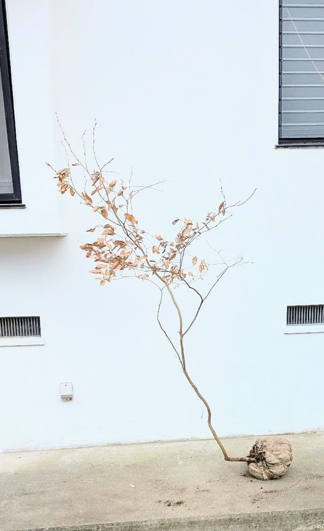 山採りヤマコウバシ。