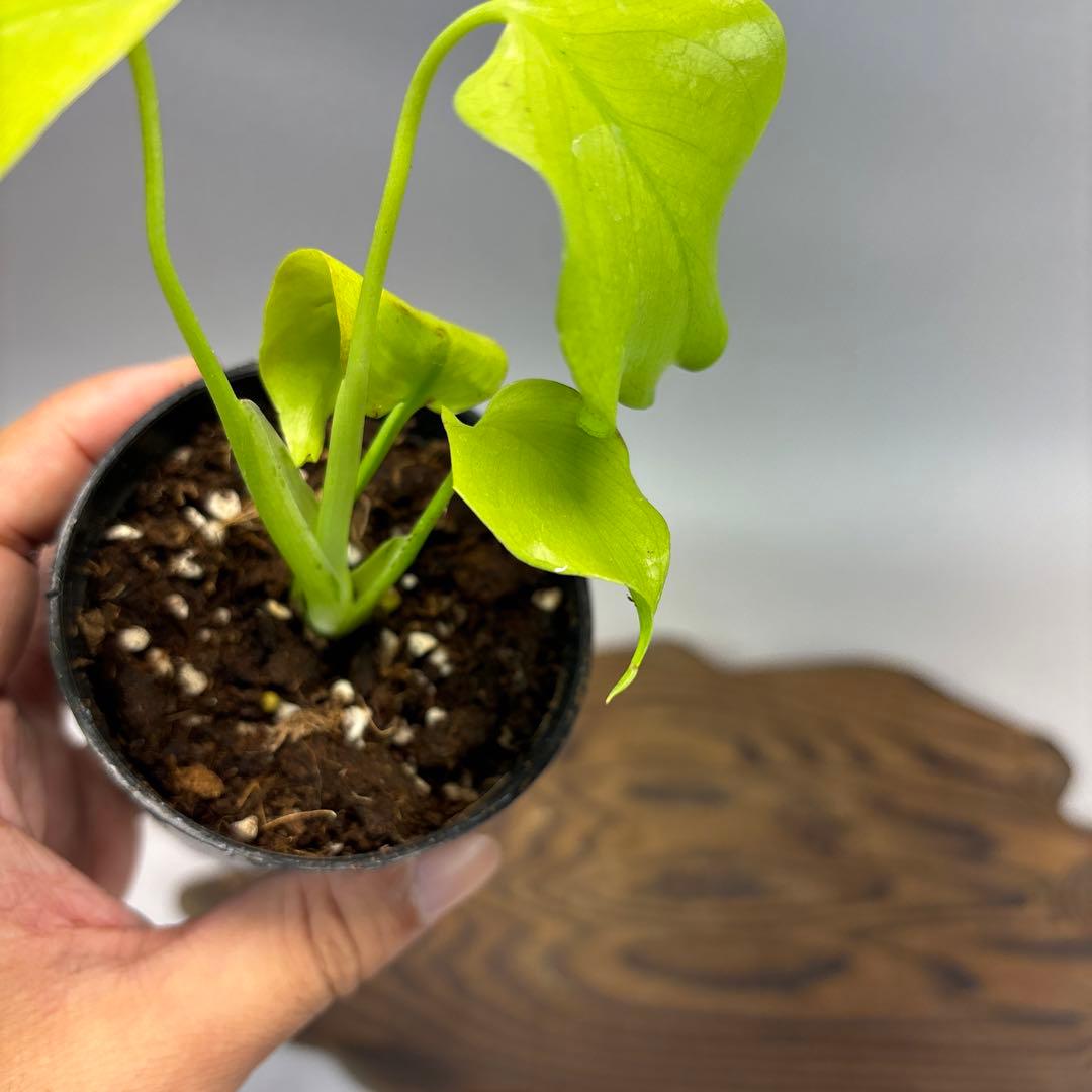 T*h様 モンステラ レモンライム Full Variegation lsw00