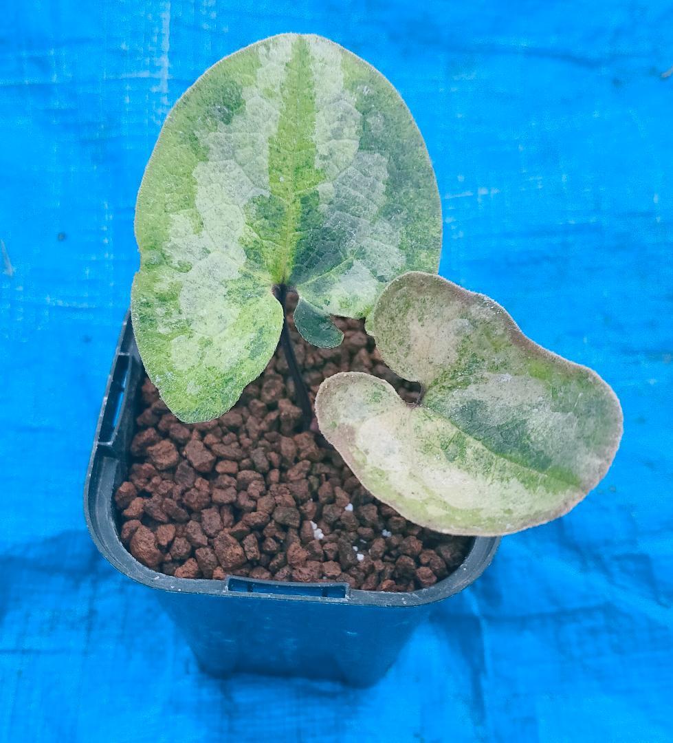 タマノカンアオイ　『玉五色』　カンアオイ　多摩寒葵　山野草　斑入り