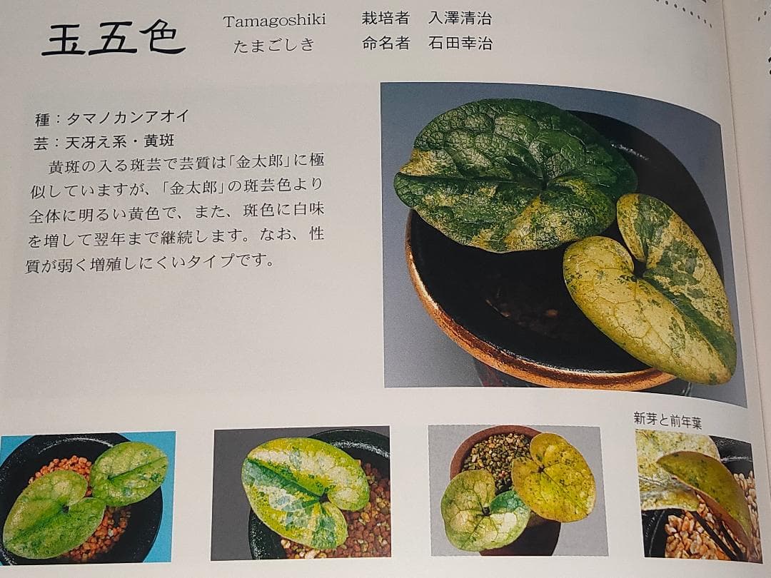 タマノカンアオイ　『玉五色』　カンアオイ　多摩寒葵　山野草　斑入り