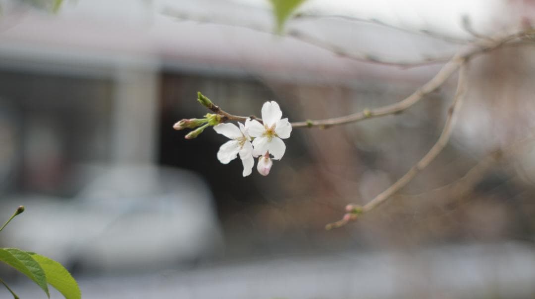 PENTAX SPF S-M-C TAKUMAR 1:1.8/55 整備済み